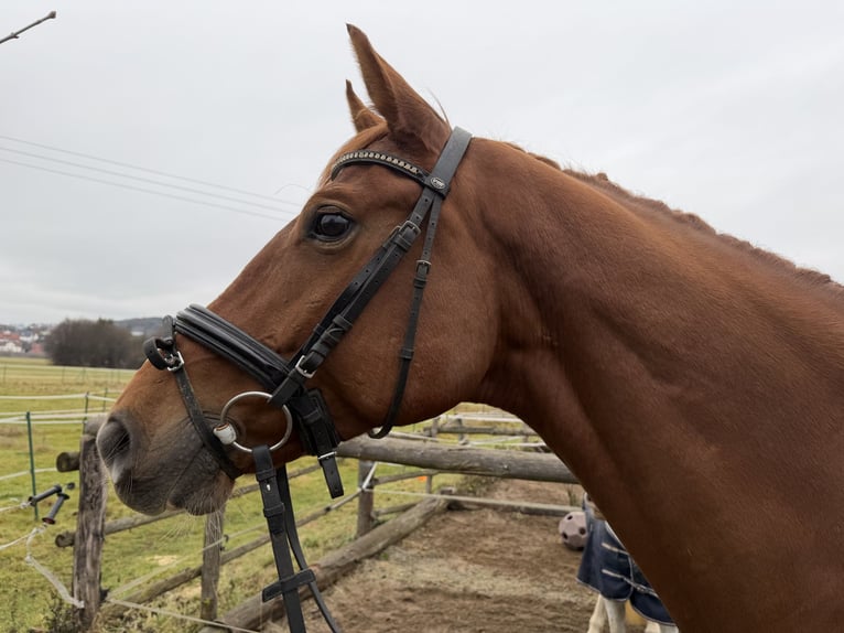 Oldenbourg Hongre 8 Ans 166 cm Alezan in Lichtenfels