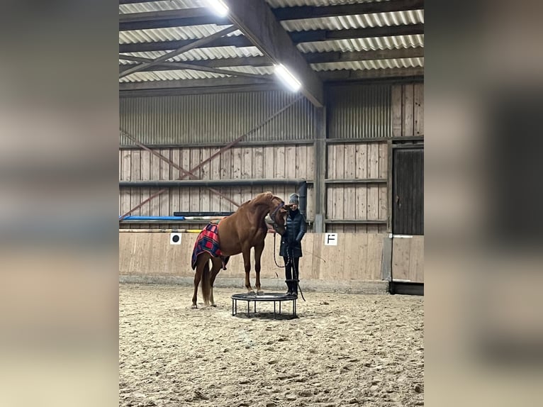 Oldenbourg Hongre 8 Ans 166 cm Alezan in Lichtenfels