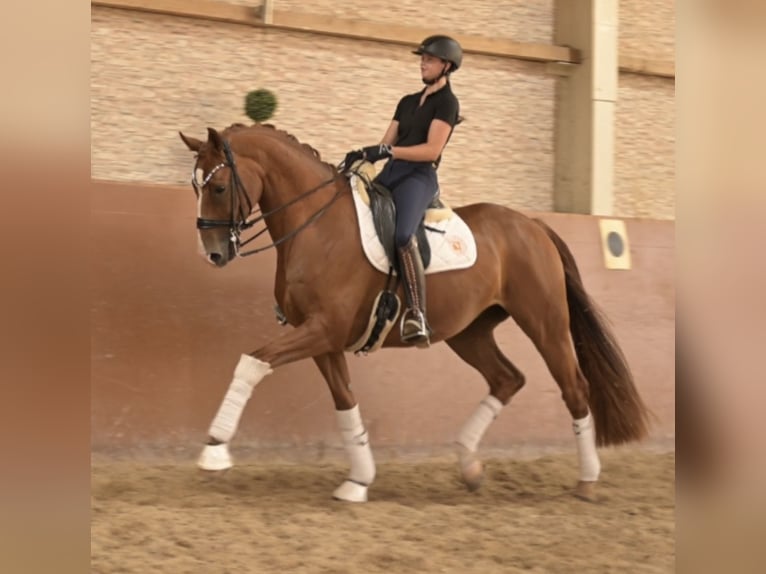 Oldenbourg Hongre 8 Ans 167 cm Alezan in Wehringen