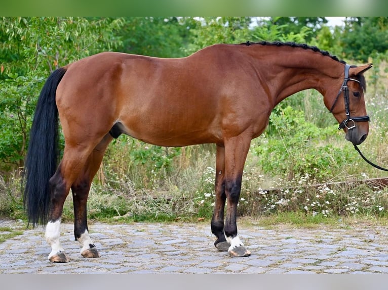 Oldenbourg Hongre 8 Ans 167 cm Bai in Brno