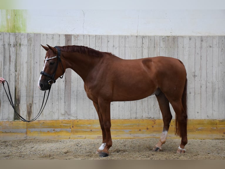 Oldenbourg Hongre 8 Ans 168 cm Alezan brûlé in Alberndorf in der Riedmark