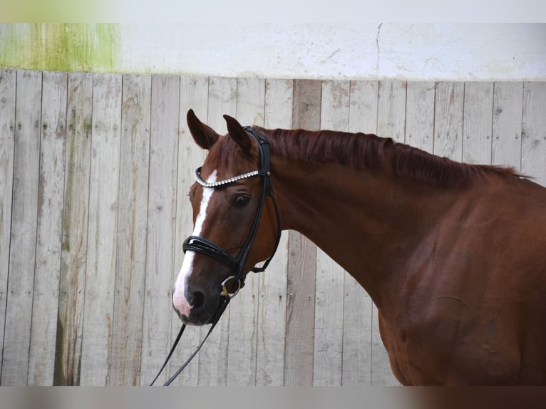 Oldenbourg Hongre 8 Ans 168 cm Alezan brûlé in Alberndorf in der Riedmark