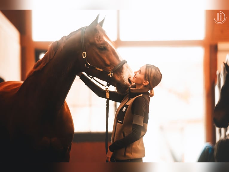 Oldenbourg Hongre 8 Ans 168 cm Alezan in Zolling