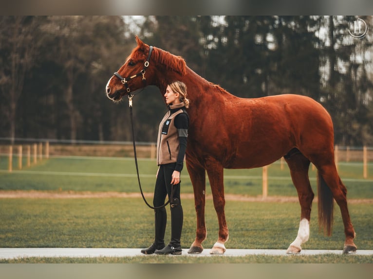 Oldenbourg Hongre 8 Ans 168 cm Alezan in Zolling