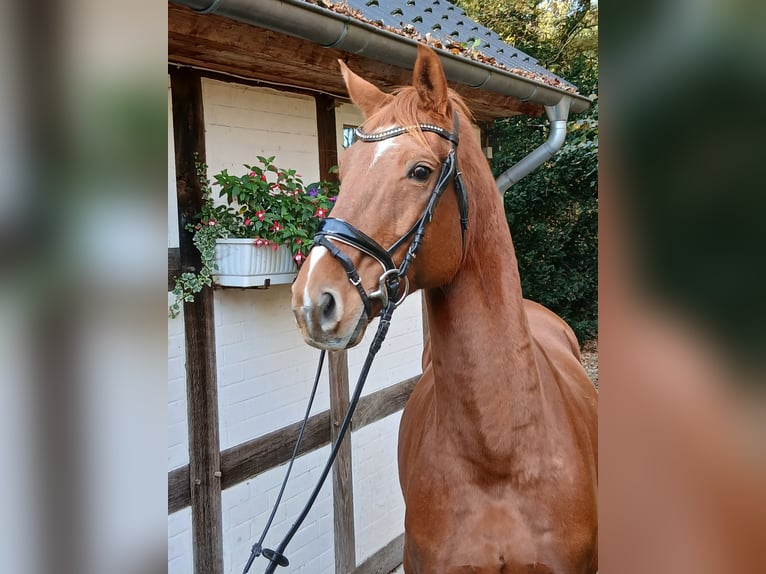 Oldenbourg Hongre 8 Ans 168 cm Alezan in Barenburg