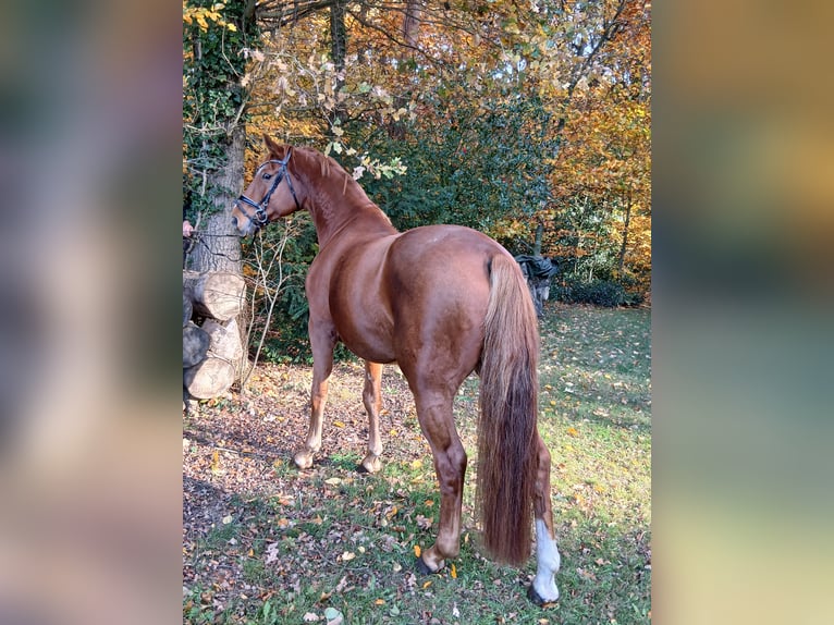 Oldenbourg Hongre 8 Ans 168 cm Alezan in Kirchdorf