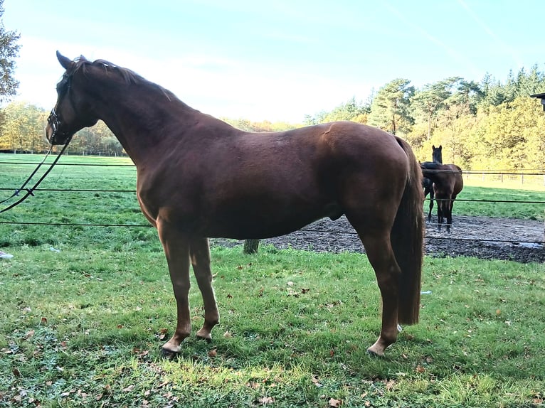 Oldenbourg Hongre 8 Ans 168 cm Alezan in Kirchdorf