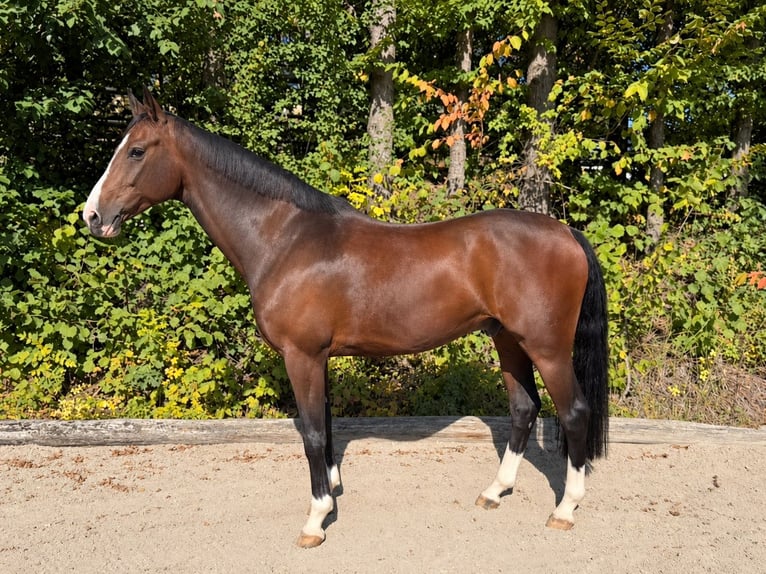 Oldenbourg Hongre 8 Ans 168 cm Bai brun in Davidschlag