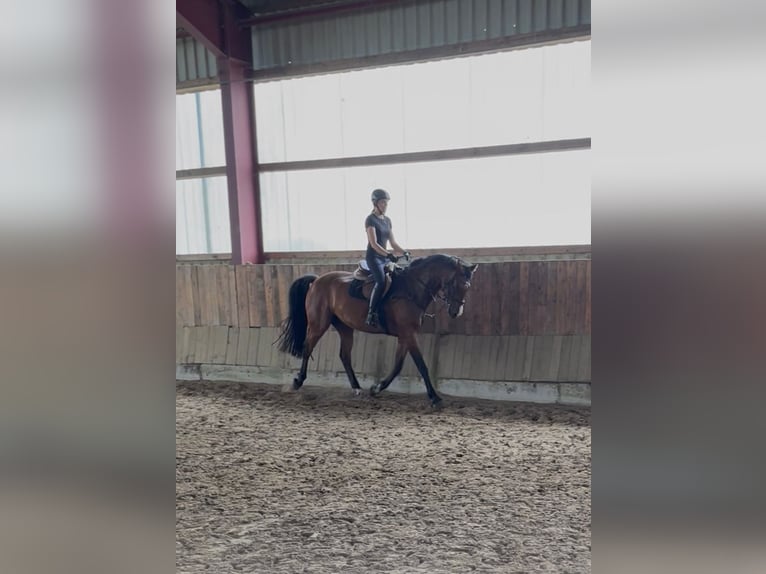 Oldenbourg Hongre 8 Ans 168 cm Bai in Südbrookmerland Victorbur