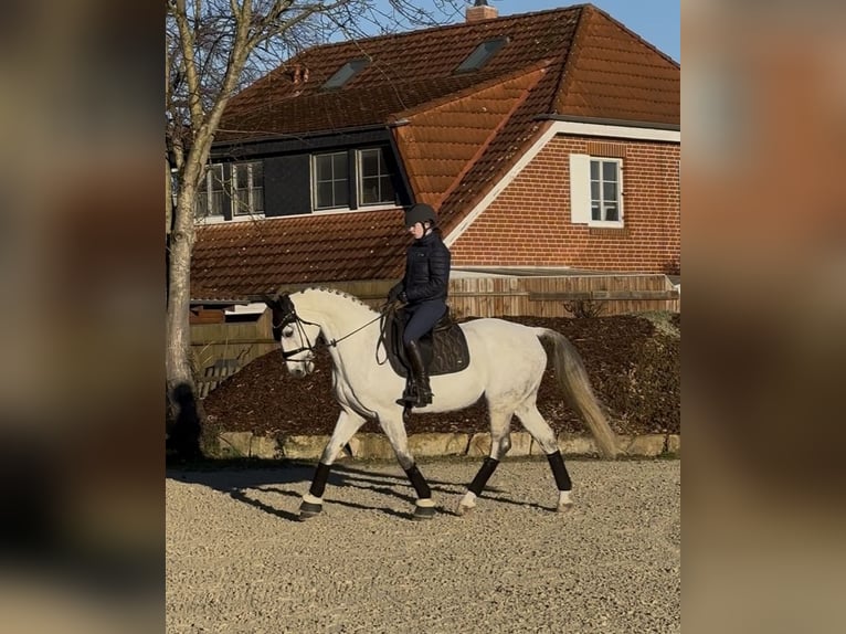 Oldenbourg Hongre 8 Ans 168 cm Gris pommelé in Wunstorf