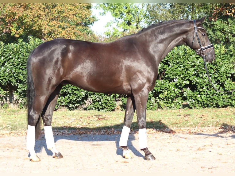 Oldenbourg Hongre 8 Ans 168 cm Noir in Selsingen