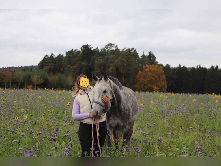 Oldenbourg Hongre 8 Ans 170 cm Gris noir in Breitenbrunn Oldenbourg Hongre 8 Ans 170 cm Gris noir in Breitenbrunn