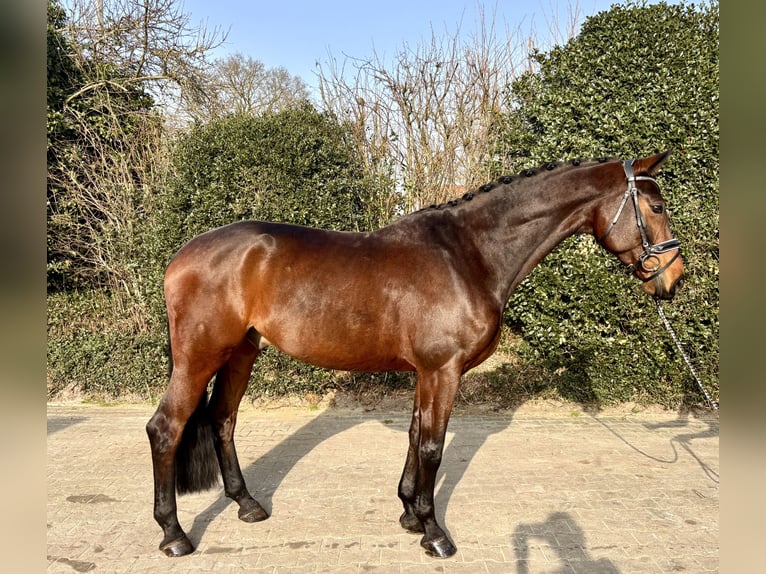 Oldenbourg Hongre 8 Ans 171 cm Bai in Nordhorn