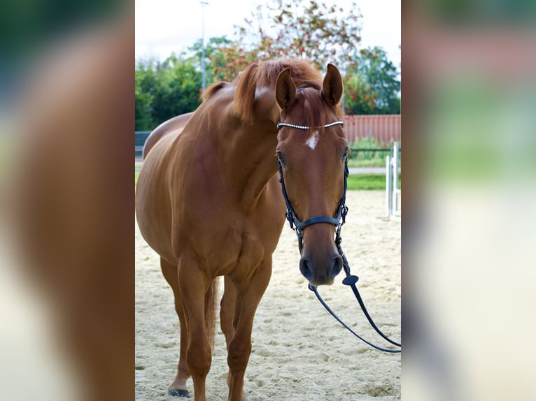 Oldenbourg Hongre 8 Ans 172 cm Alezan brûlé in Halver