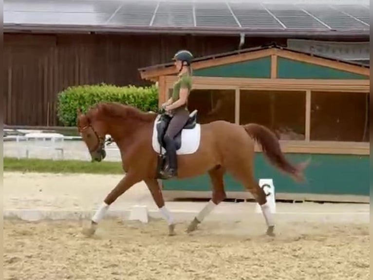 Oldenbourg Hongre 8 Ans 172 cm Alezan brûlé in Halver