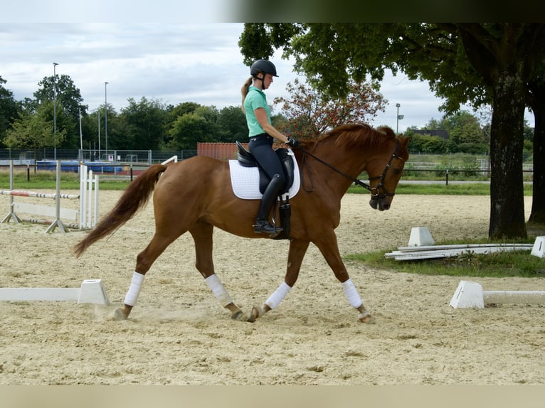 Oldenbourg Hongre 8 Ans 172 cm Alezan brûlé in Halver