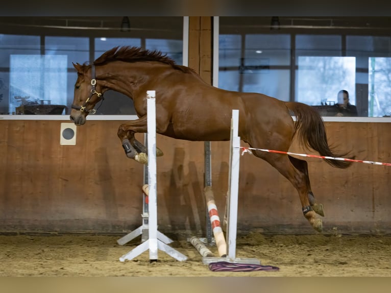 Oldenbourg Hongre 8 Ans 172 cm Alezan brûlé in Halver