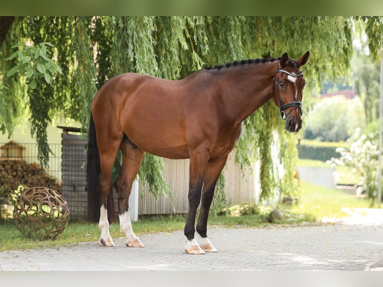 Oldenbourg Hongre 8 Ans 172 cm Bai in Bodenkirchen