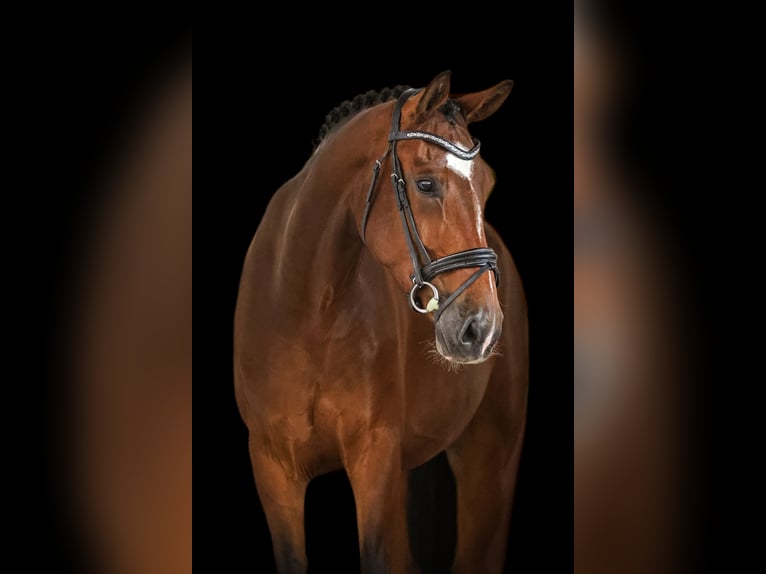 Oldenbourg Hongre 8 Ans 172 cm Bai in Bodenkirchen