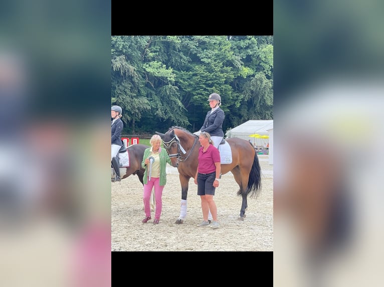 Oldenbourg Hongre 8 Ans 172 cm Bai in Seewalchen