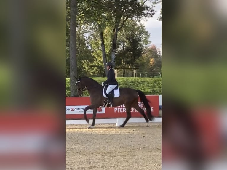 Oldenbourg Hongre 8 Ans 172 cm Bai in Seewalchen