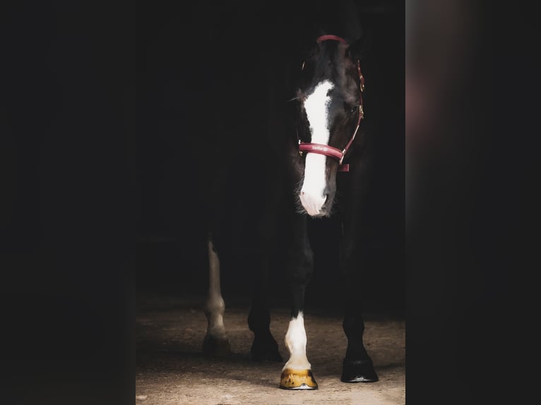 Oldenbourg Hongre 8 Ans 172 cm Noir in Nettersheim
