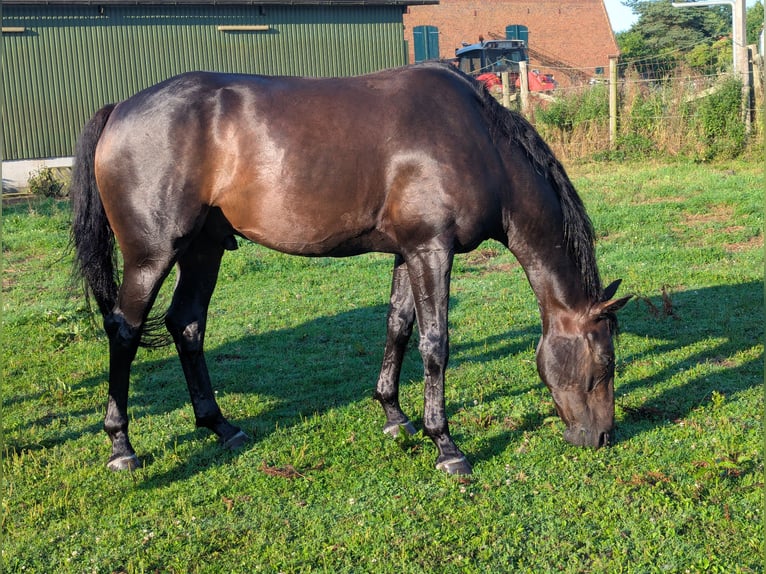 Oldenbourg Hongre 8 Ans 172 cm Noir in Schönberg