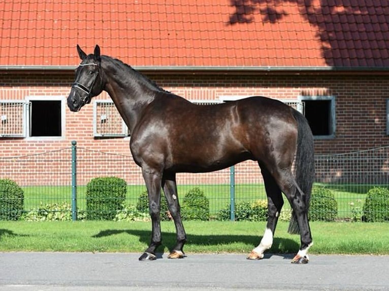 Oldenbourg Hongre 8 Ans 173 cm Bai brun foncé in Verden