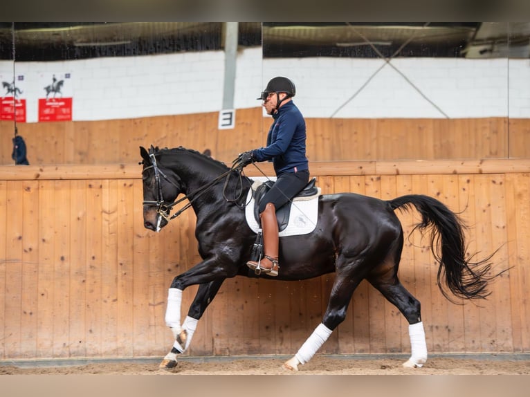 Oldenbourg Hongre 8 Ans 173 cm in Ziemięcice