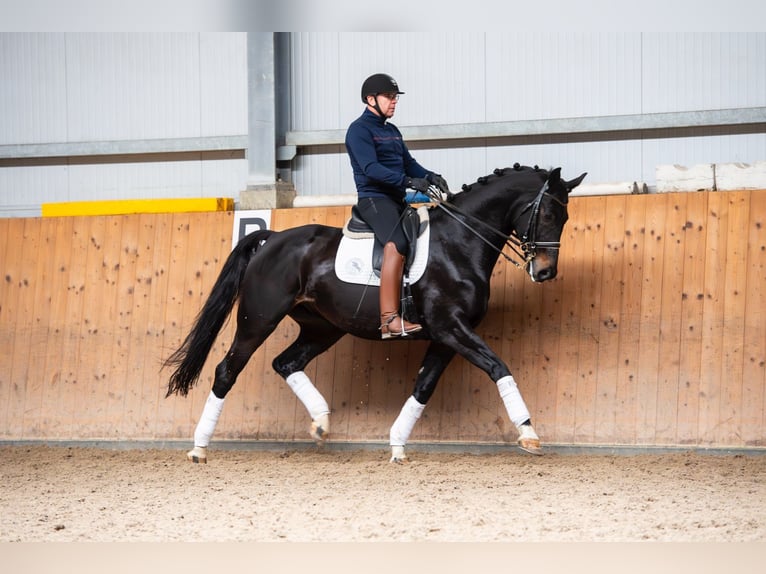 Oldenbourg Hongre 8 Ans 173 cm in Ziemięcice