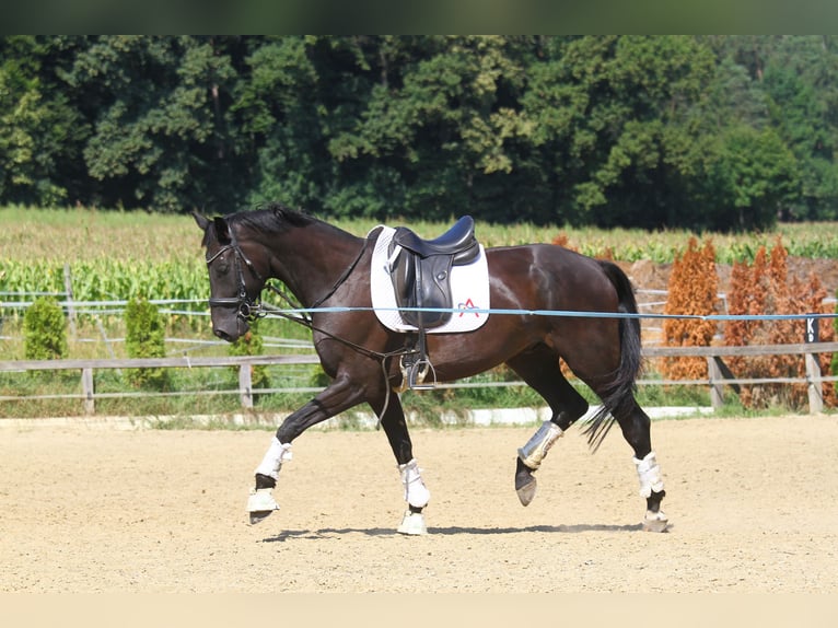 Oldenbourg Hongre 8 Ans 173 cm Noir in St Marein bei Graz
