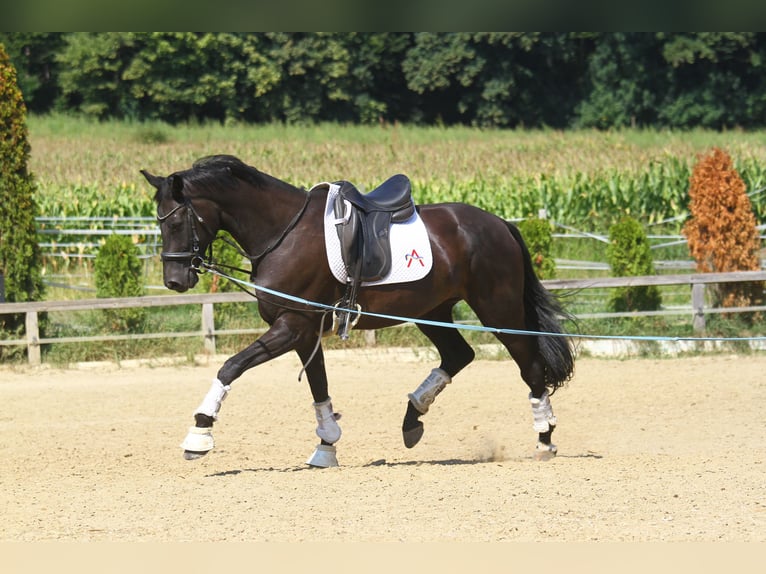 Oldenbourg Hongre 8 Ans 173 cm Noir in St Marein bei Graz