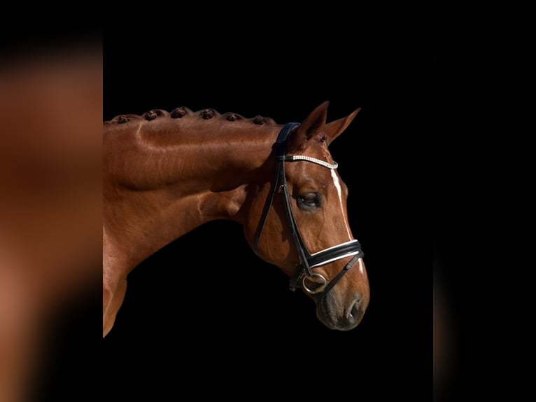 Oldenbourg Hongre 8 Ans 174 cm Alezan in Dorsten