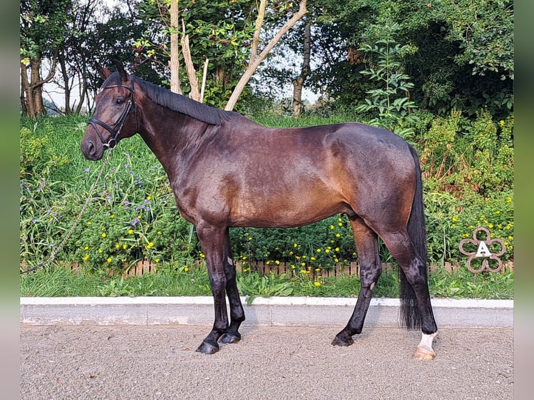 Oldenbourg Hongre 8 Ans 174 cm Bai brun in Loxstedt