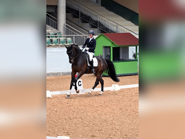 Oldenbourg Hongre 8 Ans 174 cm Bai brun in Großostheim