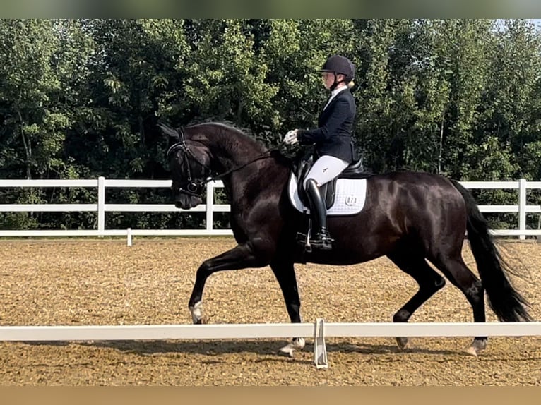 Oldenbourg Hongre 8 Ans 174 cm Noir in Zörbig