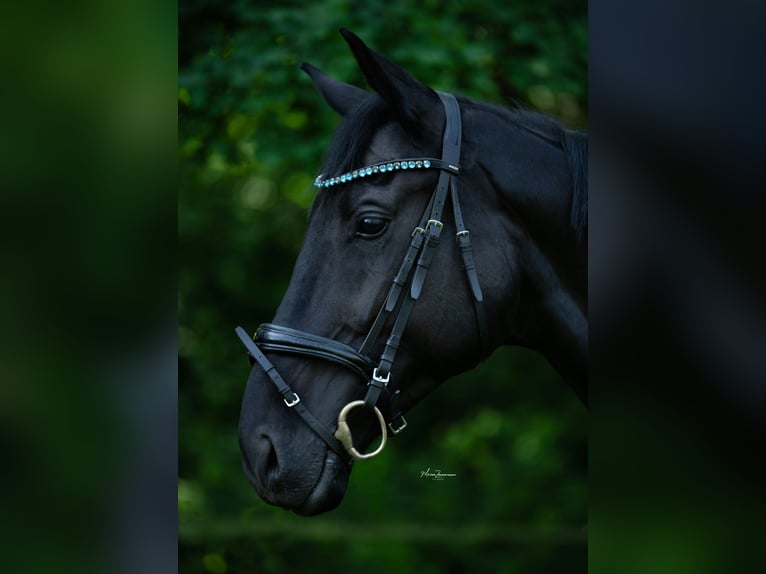 Oldenbourg Hongre 8 Ans 174 cm Noir in Mönchengladbach