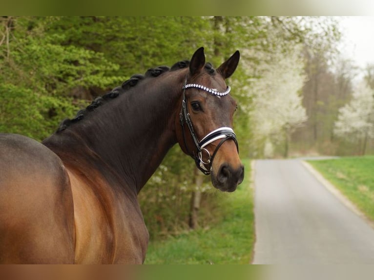 Oldenbourg Hongre 8 Ans 175 cm Bai brun in Gleichen