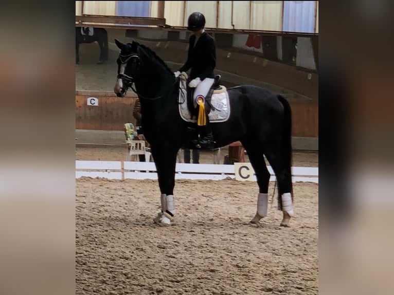 Oldenbourg Hongre 8 Ans 175 cm Noir in Ahrensburg