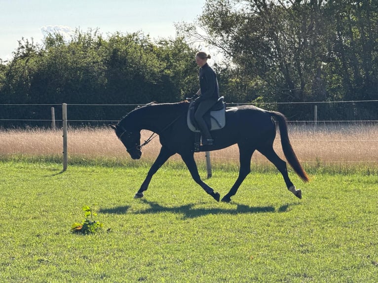 Oldenbourg Hongre 8 Ans 175 cm Noir in Eckernförde