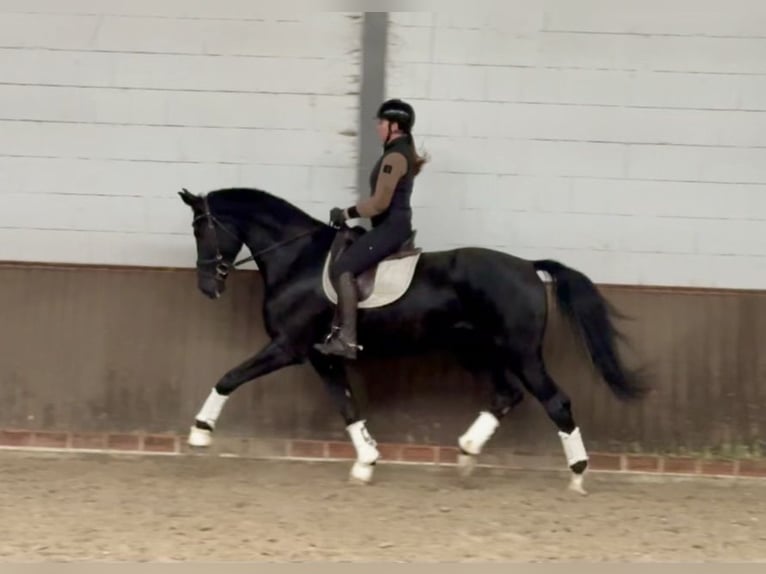 Oldenbourg Hongre 8 Ans 176 cm Noir in Lohne (Oldenburg)