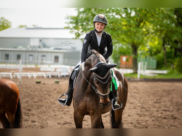 Oldenbourg Hongre 8 Ans 177 cm Bai brun in Worms