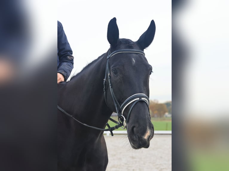 Oldenbourg Hongre 8 Ans 177 cm Noir in Rijsbergen