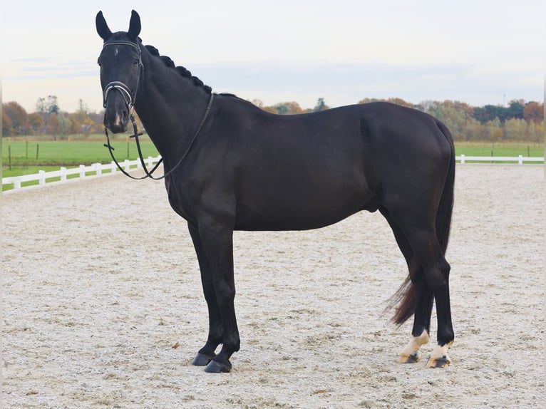 Oldenbourg Hongre 8 Ans 177 cm Noir in Rijsbergen