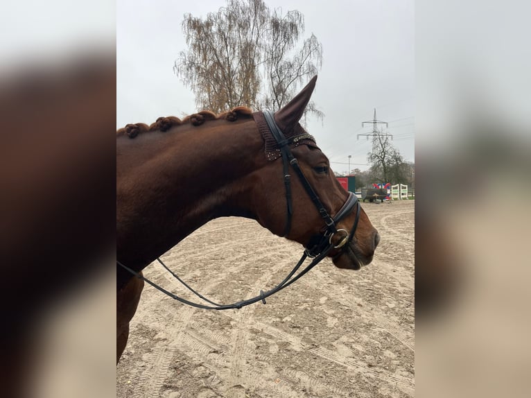 Oldenbourg Hongre 8 Ans 180 cm Alezan brûlé in Coesfeld