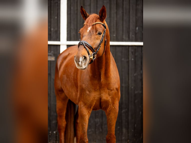Oldenbourg Hongre 8 Ans 180 cm Alezan brûlé in Coesfeld