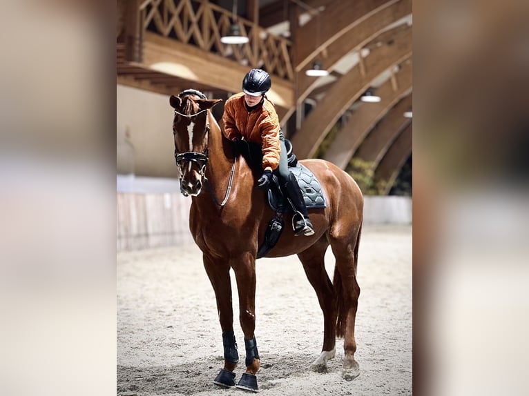 Oldenbourg Hongre 8 Ans 182 cm Alezan in Krubki Górki