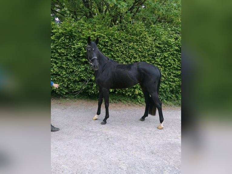 Oldenbourg Hongre 9 Ans 163 cm Noir in Sprockhövel