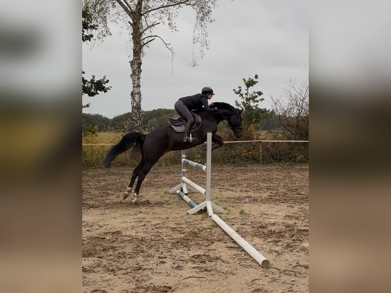 Oldenbourg Hongre 9 Ans 164 cm Bai brun in Winsen (Luhe)