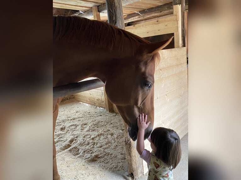 Oldenbourg Hongre 9 Ans 165 cm Alezan in Gmünd